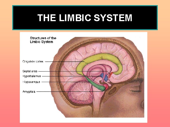 THE LIMBIC SYSTEM 