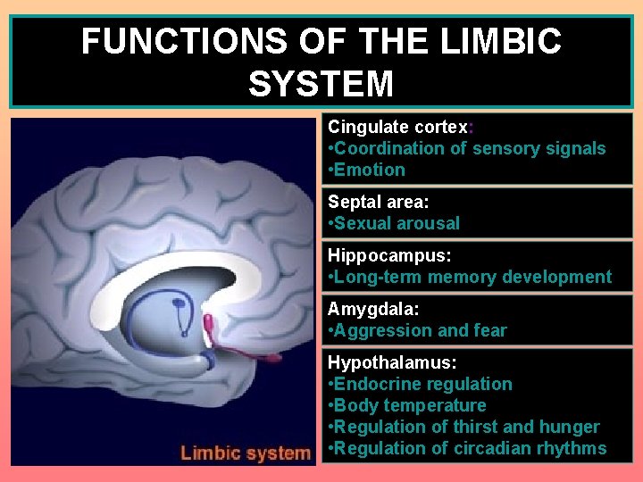 FUNCTIONS OF THE LIMBIC SYSTEM Cingulate cortex: • Coordination of sensory signals • Emotion