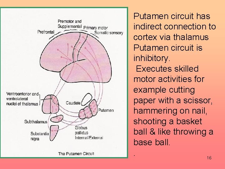 Putamen circuit has indirect connection to cortex via thalamus Putamen circuit is inhibitory. Executes