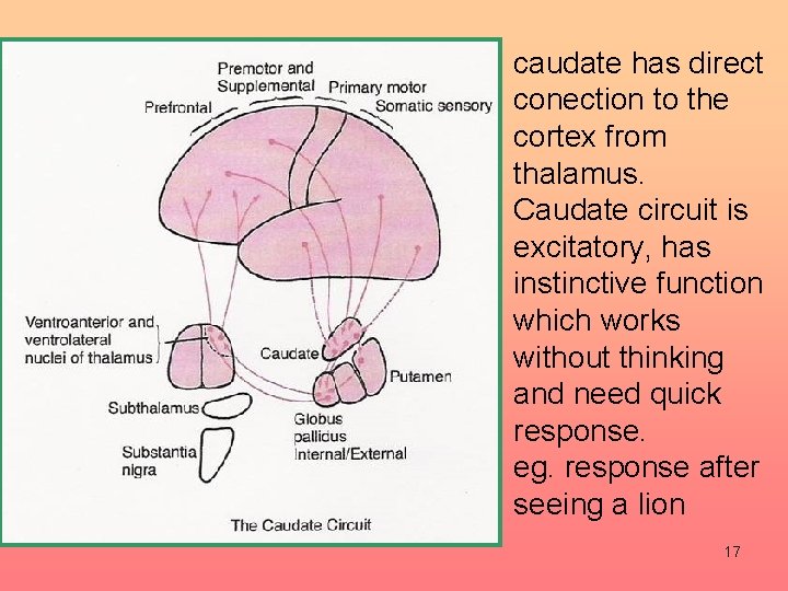 caudate has direct conection to the cortex from thalamus. Caudate circuit is excitatory, has