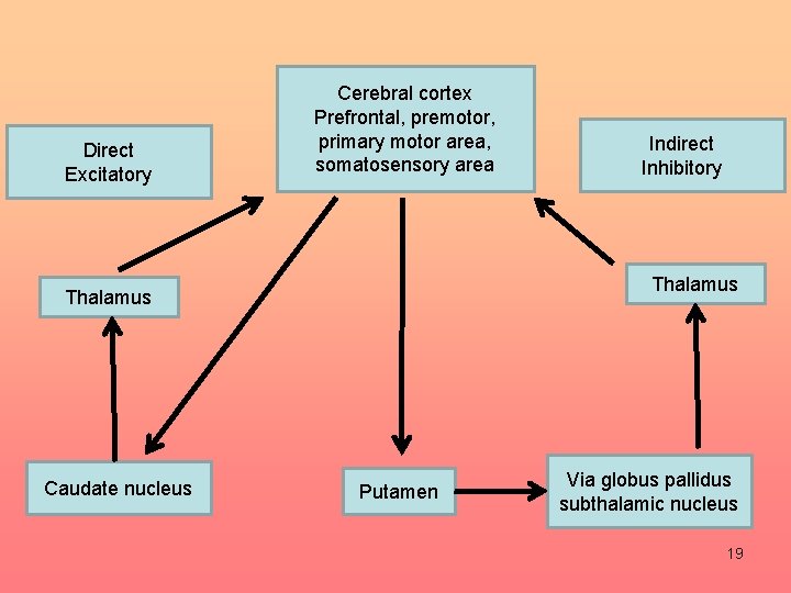 Direct Excitatory Cerebral cortex Prefrontal, premotor, primary motor area, somatosensory area Thalamus Caudate nucleus