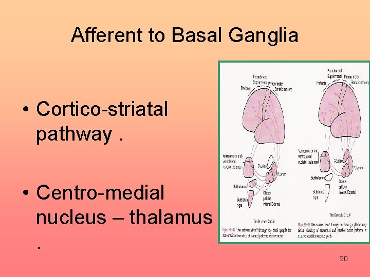 Afferent to Basal Ganglia • Cortico-striatal pathway. • Centro-medial nucleus – thalamus. 20 