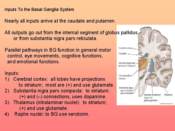 Inputs To the Basal Ganglia System Nearly all inputs arrive at the caudate and