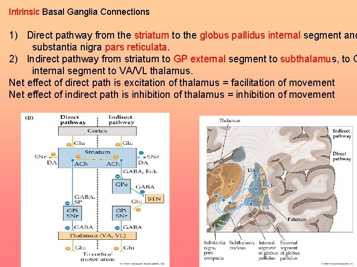 Intrinsic Basal Ganglia Connections 1) Direct pathway from the striatum to the globus pallidus