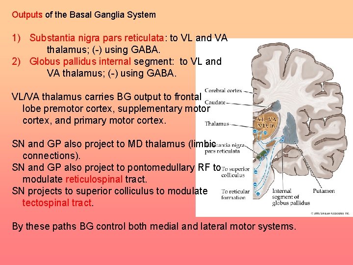 Outputs of the Basal Ganglia System 1) Substantia nigra pars reticulata: to VL and