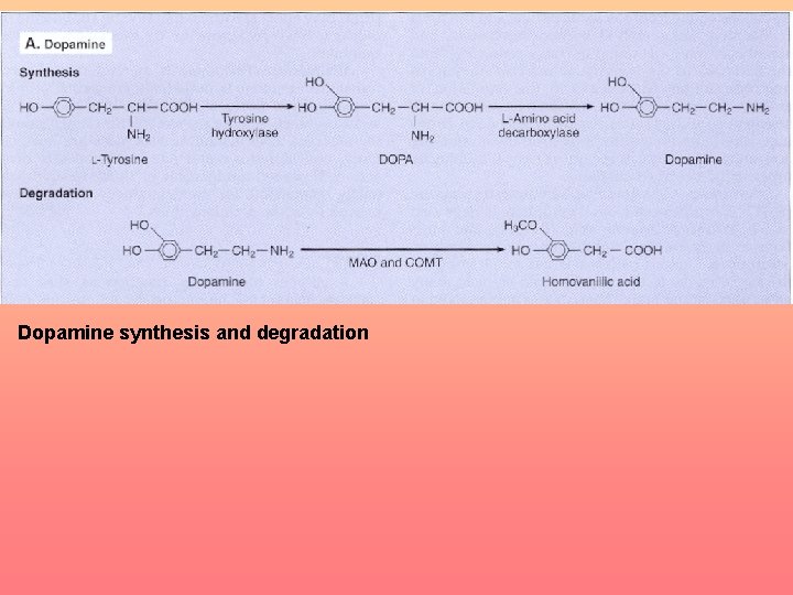 Dopamine synthesis and degradation 
