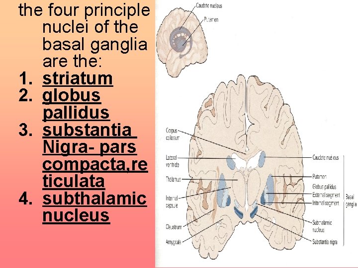 the four principle nuclei of the basal ganglia are the: 1. striatum 2. globus