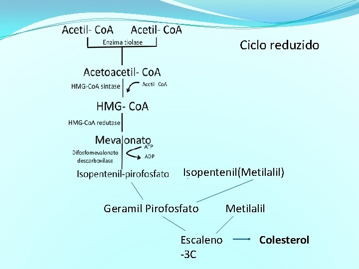 Ciclo reduzido Isopentenil(Metilalil) Geramil Pirofosfato Escaleno -3 C Metilalil Colesterol 