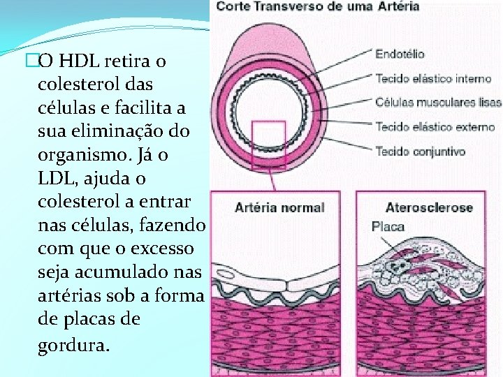 �O HDL retira o colesterol das células e facilita a sua eliminação do organismo.
