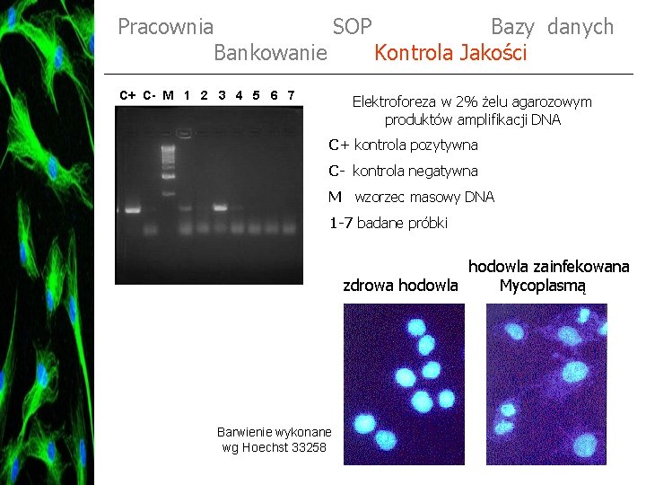 Pracownia SOP Bazy danych Bankowanie Kontrola Jakości C+ C- M 1 2 3 4