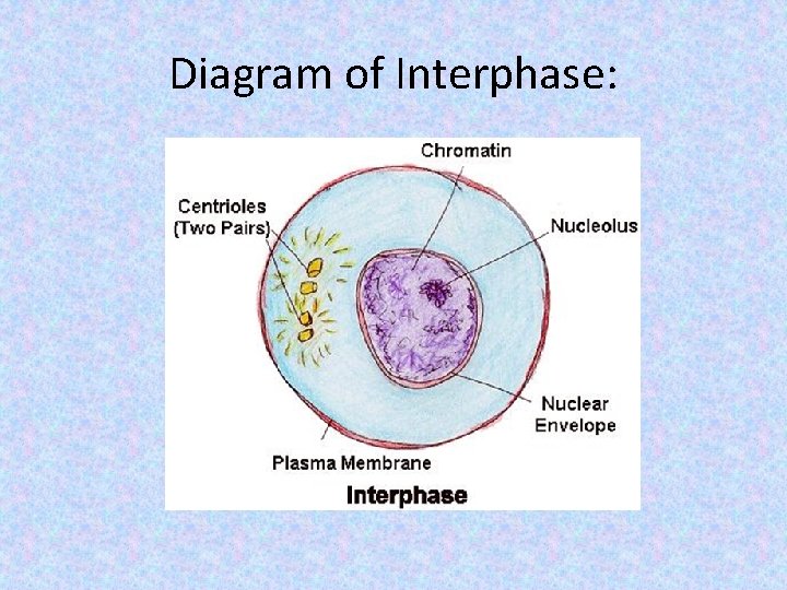 Diagram of Interphase: 