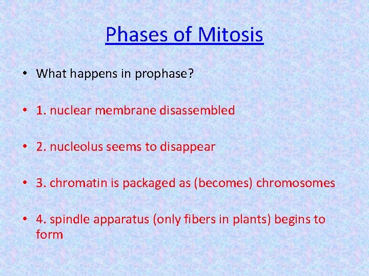 Phases of Mitosis • What happens in prophase? • 1. nuclear membrane disassembled •