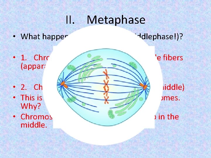 II. Metaphase • What happens in metaphase (middlephase!)? • 1. Chromosomes attach to the