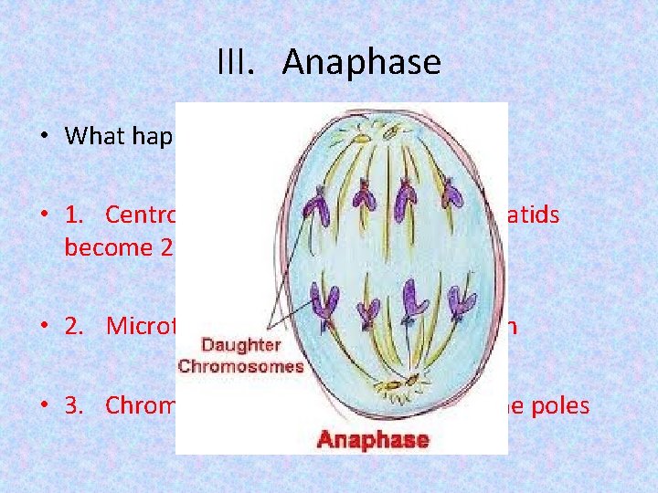III. Anaphase • What happens in anaphase? • 1. Centromeres separate (sister chromatids become
