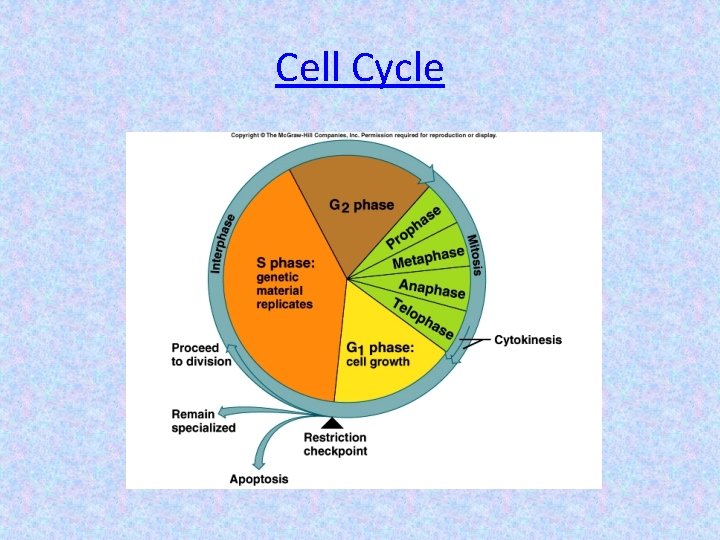 Cell Cycle 
