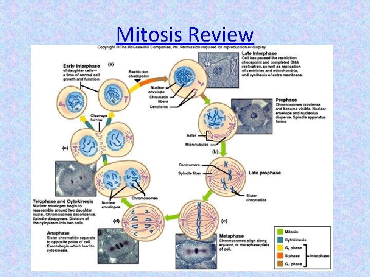Mitosis Review 
