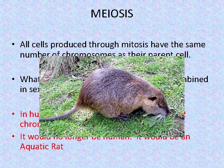 MEIOSIS • All cells produced through mitosis have the same number of chromosomes as
