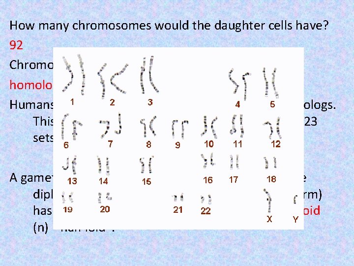 How many chromosomes would the daughter cells have? 92 Chromosomes in somatic cells occur