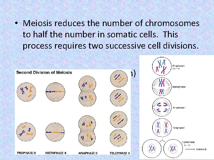  • Meiosis reduces the number of chromosomes to half the number in somatic