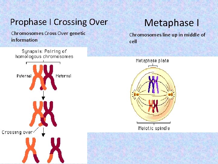 Prophase I Crossing Over Chromosomes Cross Over genetic information Metaphase I Chromosomes line up