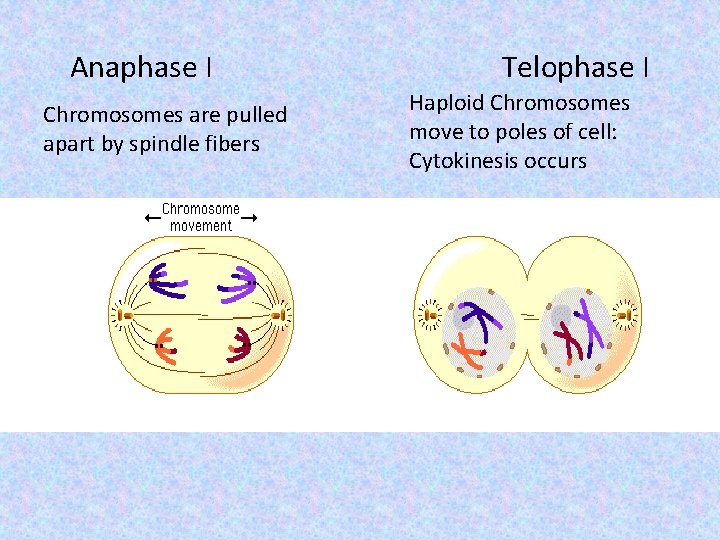Anaphase I Chromosomes are pulled apart by spindle fibers Telophase I Haploid Chromosomes move