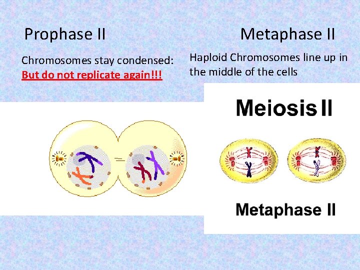 Prophase II Chromosomes stay condensed: But do not replicate again!!! Metaphase II Haploid Chromosomes
