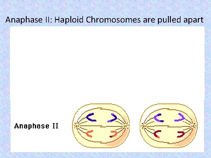 Anaphase II: Haploid Chromosomes are pulled apart 