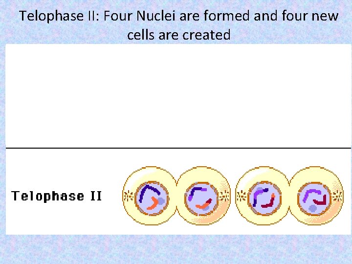 Telophase II: Four Nuclei are formed and four new cells are created 