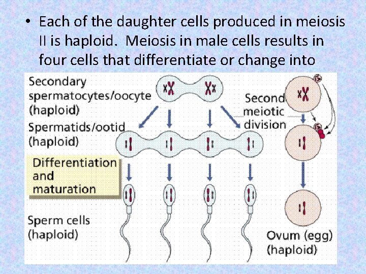  • Each of the daughter cells produced in meiosis II is haploid. Meiosis