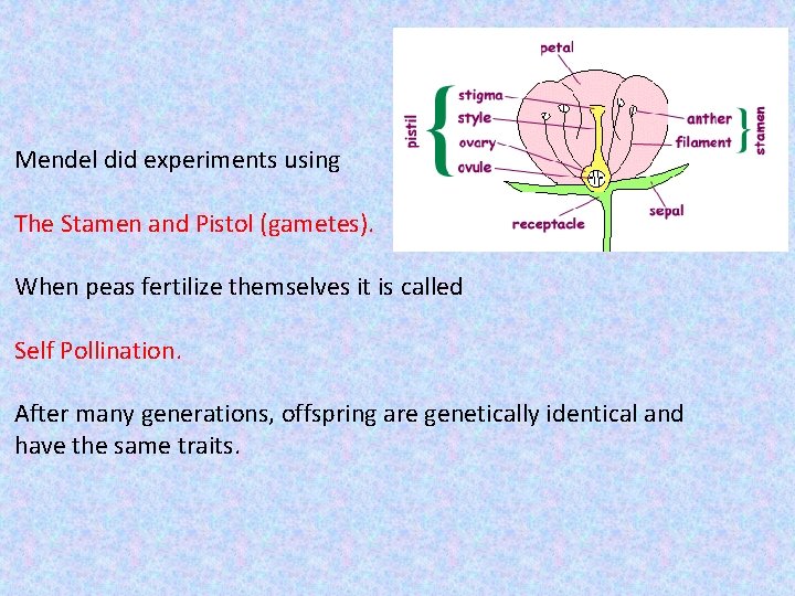 Mendel did experiments using The Stamen and Pistol (gametes). When peas fertilize themselves it