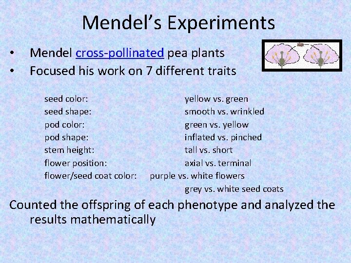Mendel’s Experiments • • Mendel cross-pollinated pea plants Focused his work on 7 different