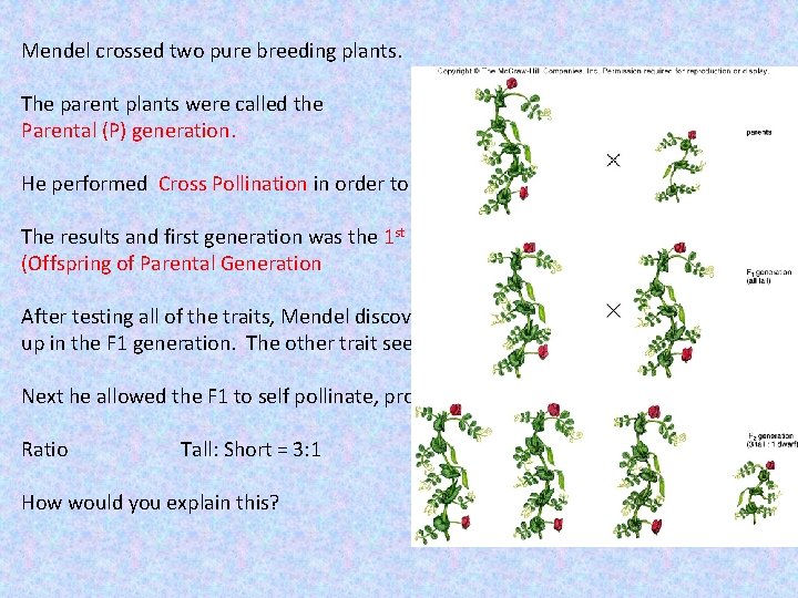 Mendel crossed two pure breeding plants. The parent plants were called the Parental (P)