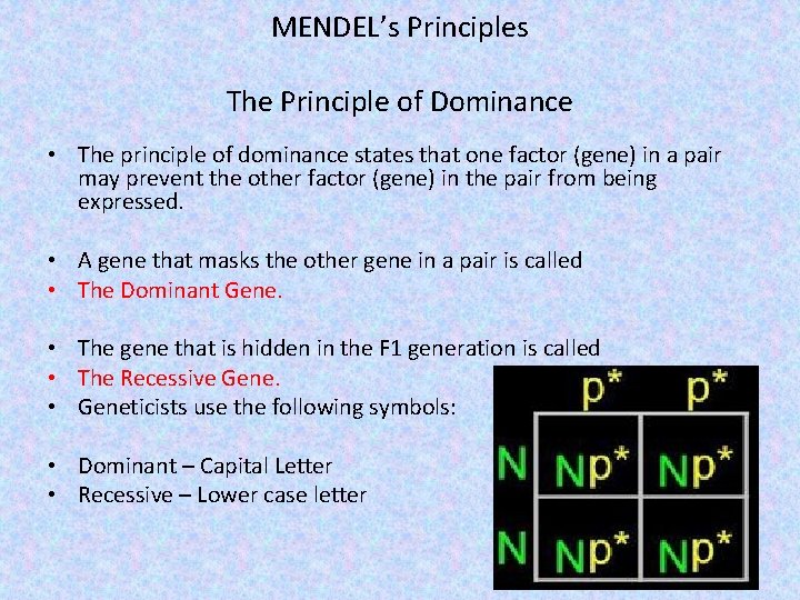 MENDEL’s Principles The Principle of Dominance • The principle of dominance states that one