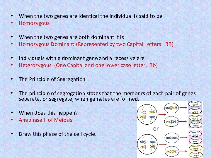  • When the two genes are identical the individual is said to be