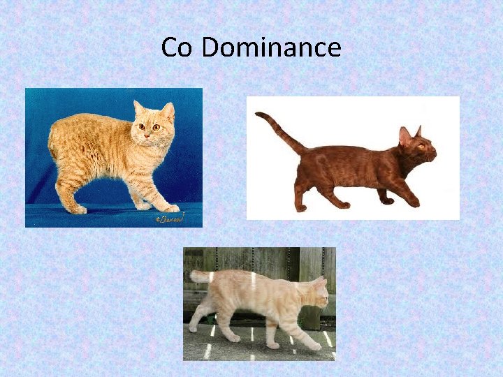 Co Dominance 