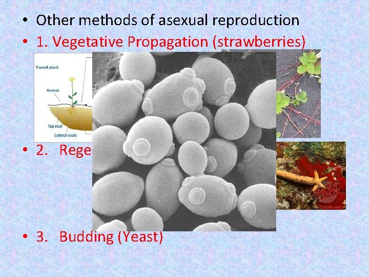  • Other methods of asexual reproduction • 1. Vegetative Propagation (strawberries) • 2.