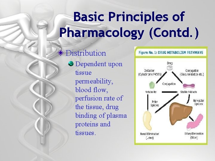 Basic Principles of Pharmacology (Contd. ) Distribution Dependent upon tissue permeability, blood flow, perfusion
