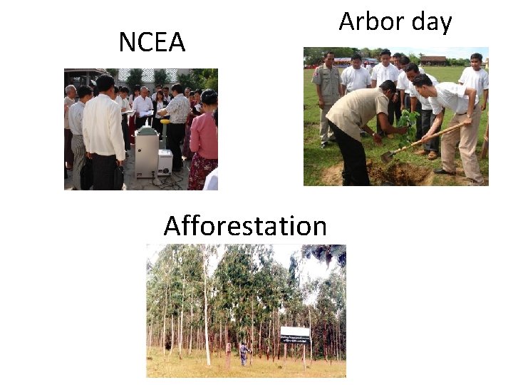 NCEA Afforestation Arbor day 