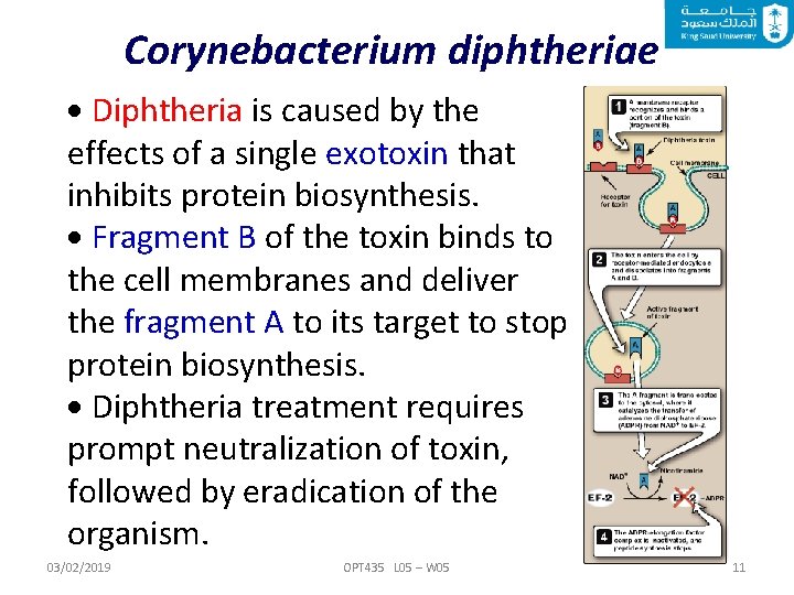 Corynebacterium diphtheriae Diphtheria is caused by the effects of a single exotoxin that inhibits