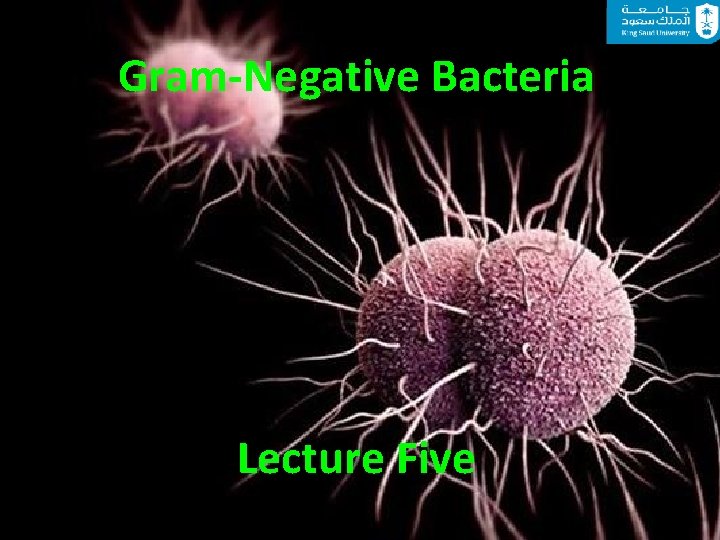 Gram-Negative Bacteria Lecture Five 