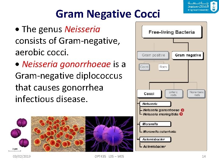 Gram Negative Cocci The genus Neisseria consists of Gram-negative, aerobic cocci. Neisseria gonorrhoeae is