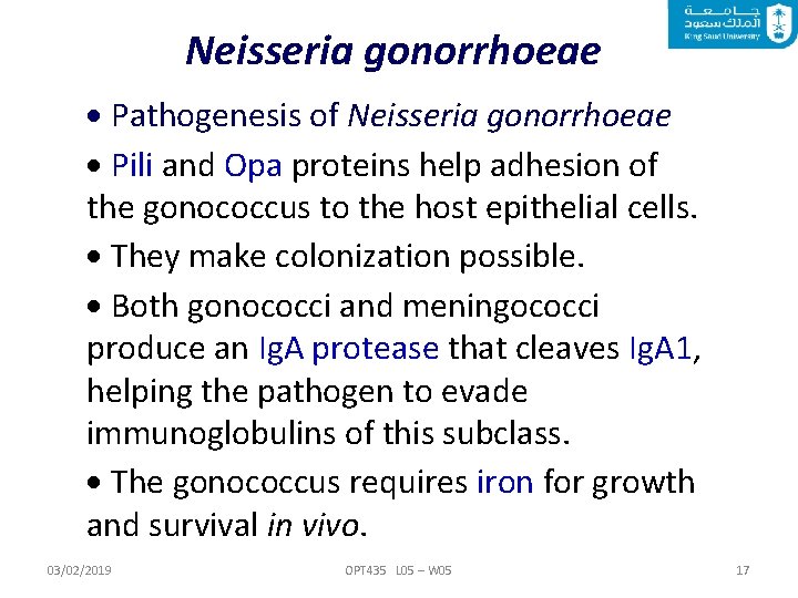 Neisseria gonorrhoeae Pathogenesis of Neisseria gonorrhoeae Pili and Opa proteins help adhesion of the