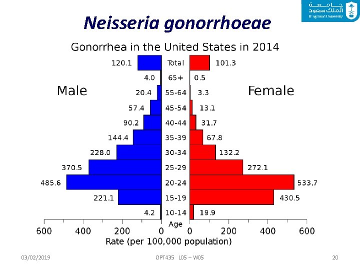 Neisseria gonorrhoeae 03/02/2019 OPT 435 L 05 – W 05 20 