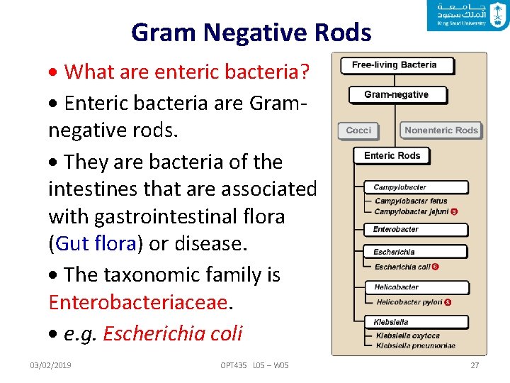 Gram Negative Rods What are enteric bacteria? Enteric bacteria are Gramnegative rods. They are