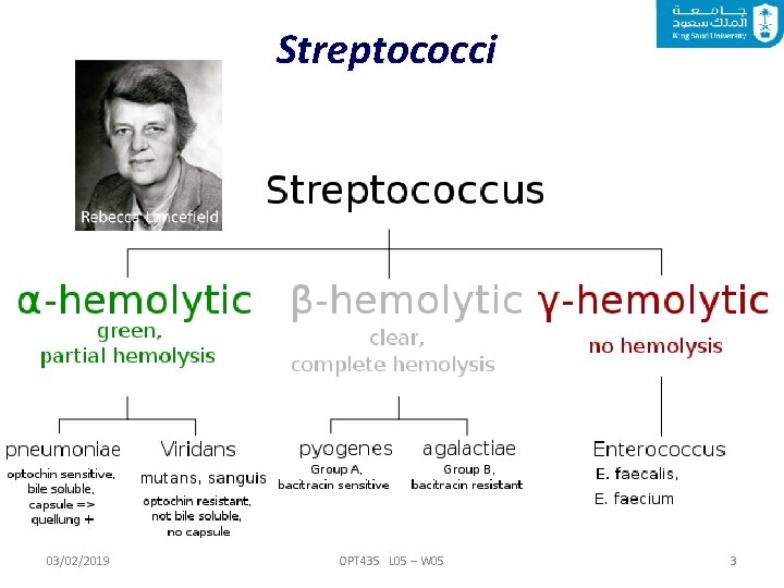 Streptococci 03/02/2019 OPT 435 L 05 – W 05 3 