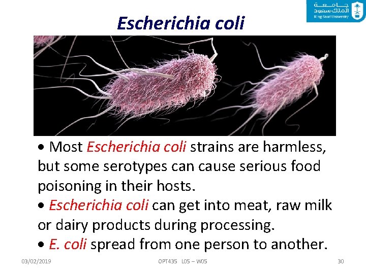 Escherichia coli Most Escherichia coli strains are harmless, but some serotypes can cause serious
