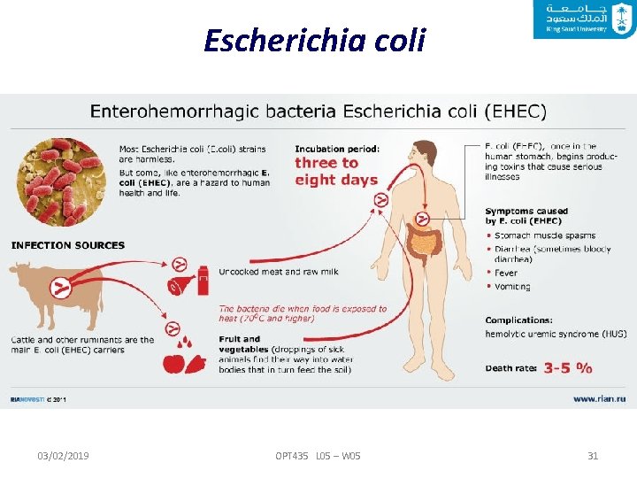 Escherichia coli 03/02/2019 OPT 435 L 05 – W 05 31 