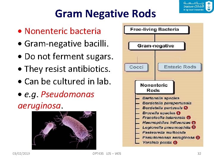 Gram Negative Rods Nonenteric bacteria Gram-negative bacilli. Do not ferment sugars. They resist antibiotics.