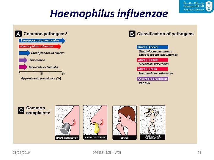 Haemophilus influenzae 03/02/2019 OPT 435 L 05 – W 05 44 