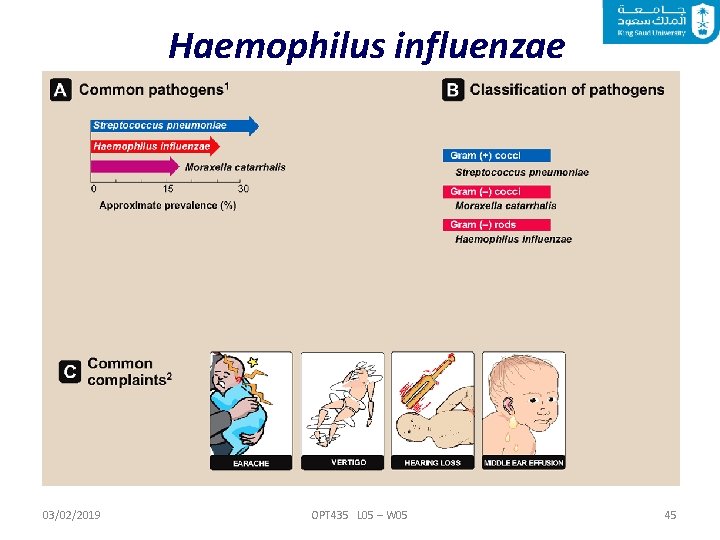 Haemophilus influenzae 03/02/2019 OPT 435 L 05 – W 05 45 